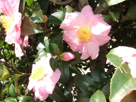 DSCF1670.jpg